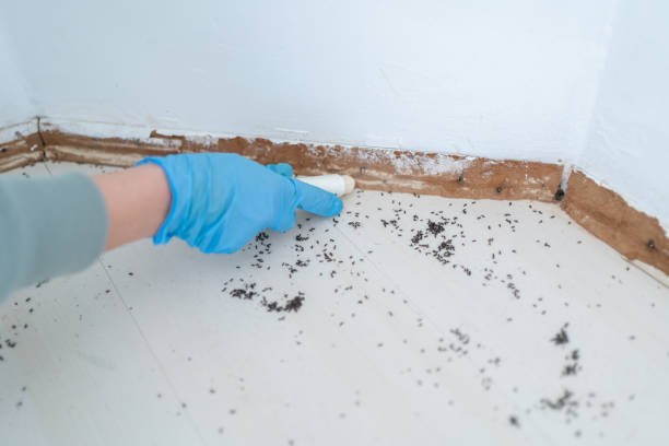Trusted Laverne, OK Pest Control Experts